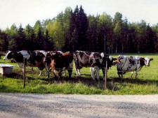 Cows