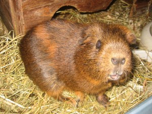 Siiri the guinea pig